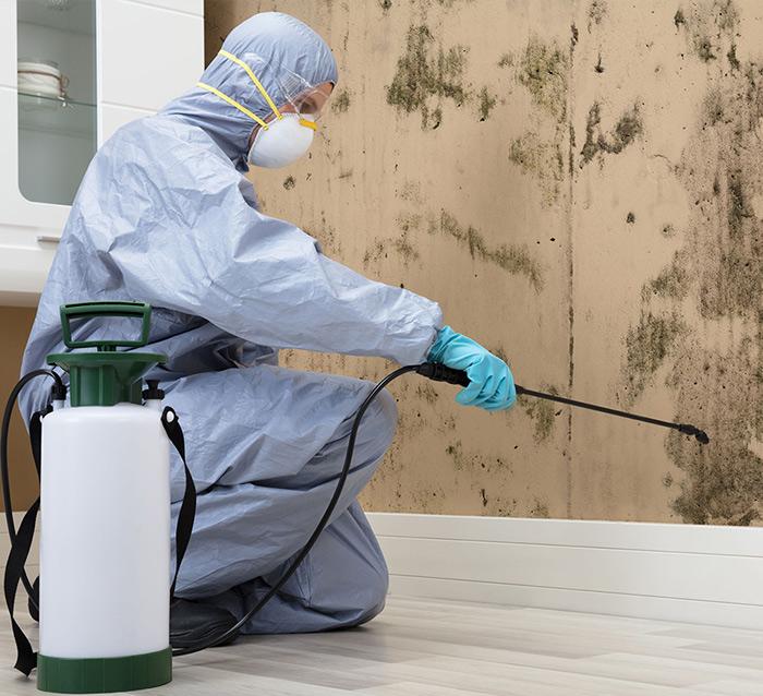 Mold Remediation