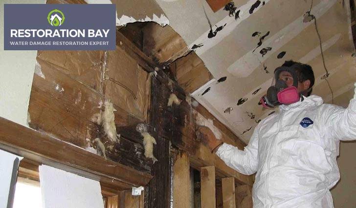 The Process Of Bay Area Mold Remediation