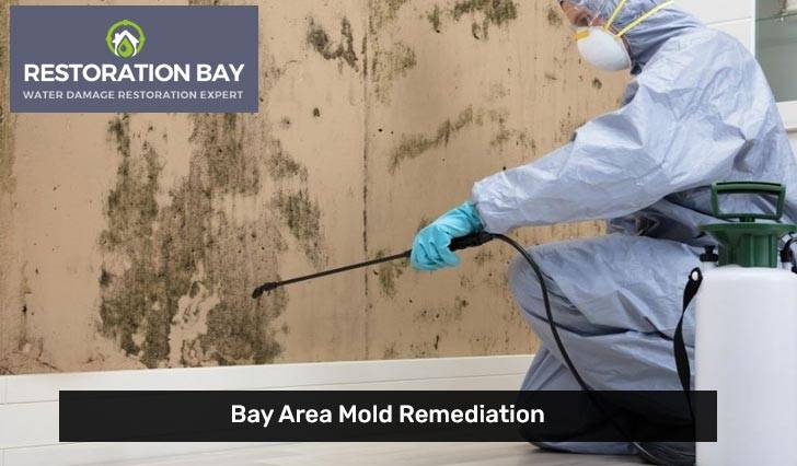 Bay Area Mold Remediation