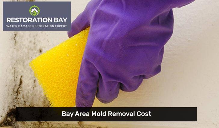 Bay Area Mold Removal Cost