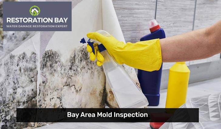 Bay Area Mold Inspection